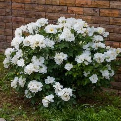 White Knock Out® Rose -Garden-Plants White Knockout Rose 4