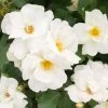 White Knock Out® Rose -Garden-Plants White Knockout Rose FGT 600x600 fc28c2f4 7035 4827 9469 63a39fd1b55c
