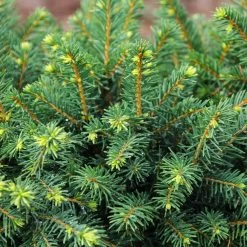 White Spruce Tree -Garden-Plants White Spruce Tree 3 FGT