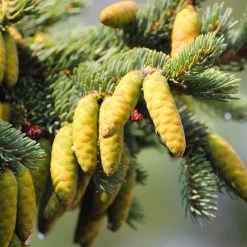White Spruce Tree -Garden-Plants White Spruce Tree 4