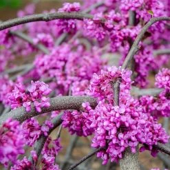 Whitewater Redbud Tree -Garden-Plants Whitewater Redbud 3