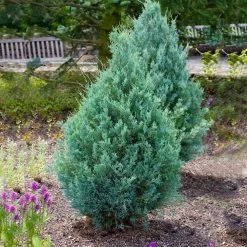 Juniper 'Wichita Blue' Tree 10 Juniper 'Wichita Blue' Tree -Garden-Plants Wichita Blue Juniper 4