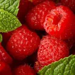 Willamette Red Raspberry Bush -Garden-Plants Wiliamette Raspberry 5 FGT