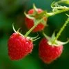 Willamette Red Raspberry Bush -Garden-Plants Wiliamette Raspberry FGT 600x600 f266ea61 ef46 4719 9b73 2def5407c6b2