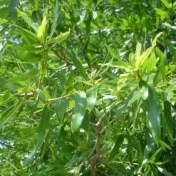 Willow Oak Tree -Garden-Plants Willow Oak 3