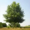 Willow Oak Tree 2 Willow Oak Tree -Garden-Plants Willow Oak FGT 600x600 7d354e98 87f3 4b40 9a52 d954f7a224a0