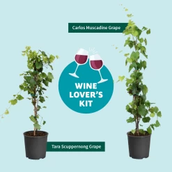 Carlos Muscadine Grape -Garden-Plants Wine Lovers Kit Graphic