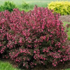 Wine & Roses® Weigela Shrub -Garden-Plants Wine and Roses Weigela 2 FGT