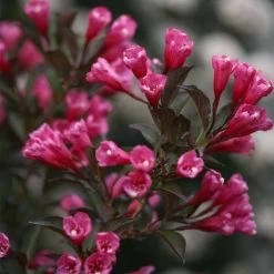 Wine & Roses® Weigela Shrub -Garden-Plants Wine and Roses Weigela 3 FGT