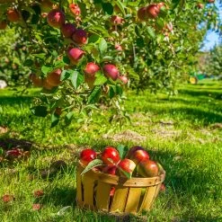 Winesap Apple Tree -Garden-Plants Winesap Apples 1