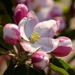 Winesap Apple Tree -Garden-Plants Winesap Apples 3
