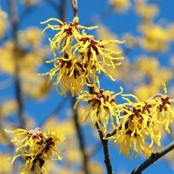 Common Witch Hazel Shrub -Garden-Plants Witch Hazel 1
