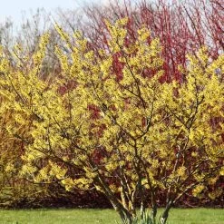 Common Witch Hazel Shrub -Garden-Plants Witch Hazel 6