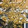 Common Witch Hazel Shrub -Garden-Plants Witch Hazel 600x600 7f8c578d 88f5 494b 9263 1811b2c4a436