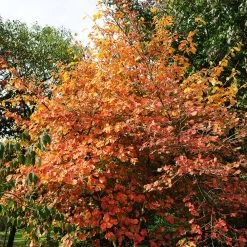 Common Witch Hazel Shrub -Garden-Plants Witch Hazel 7