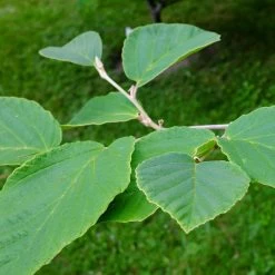 Diane Witch Hazel Shrub -Garden-Plants Witch Hazel Diane 2