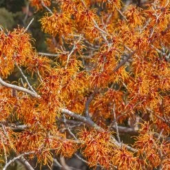 Jelena Witch Hazel Shrub -Garden-Plants Witch Hazel Jelena 1