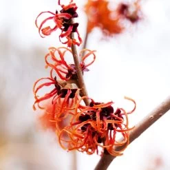 Jelena Witch Hazel Shrub -Garden-Plants Witch Hazel Jelena 2