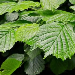 Jelena Witch Hazel Shrub -Garden-Plants Witch Hazel Jelena 4