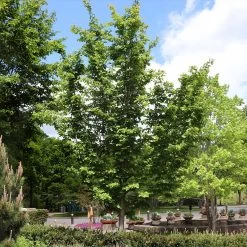 Jelena Witch Hazel Shrub -Garden-Plants Witch Hazel Jelena 6