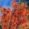 Jelena Witch Hazel Shrub -Garden-Plants Witch Hazel Jelena 600x600jpg