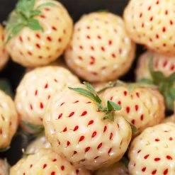 Pineberry 13 Pineberry -Garden-Plants Wonderful Pineberry 4