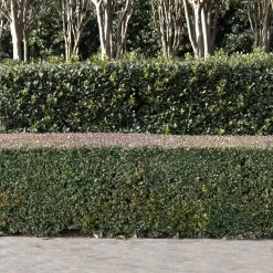 Dwarf Yaupon Holly -Garden-Plants Yaupon 1