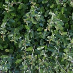 Dwarf Yaupon Holly -Garden-Plants Yaupon 4 FGT