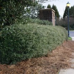 Dwarf Yaupon Holly -Garden-Plants Yaupon 5 FGT