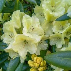Yellow Rhododendron -Garden-Plants Yellow Rhododendron 2 FGT