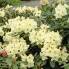 Yellow Rhododendron -Garden-Plants Yellow Rhododendron FGT 600x600 da90324d 690b 4a8b 80bc 906a033d948e