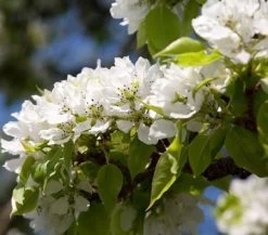 Yoinashi Asian Pear Tree -Garden-Plants Yoinashi Asian Pear 1