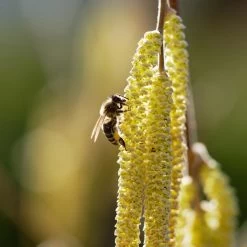 York Filbert Hazelnut -Garden-Plants York Hazelnut 2