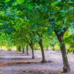 York Filbert Hazelnut -Garden-Plants York Hazelnut 4