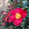 Yuletide Camellia 1 Yuletide Camellia -Garden-Plants Yuletide Camellia FGT 600x600 d8764a37 d843 46db 86b7 92ef75364cf1