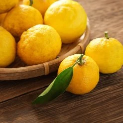 Yuzu Tree -Garden-Plants Yuzu Citrus 3 FGT