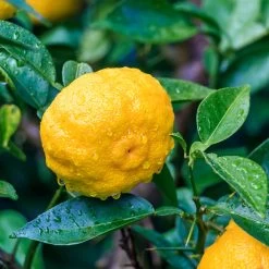 Yuzu Tree -Garden-Plants Yuzu Citrus 6