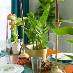 ZZ Plant -Garden-Plants ZZplant 4