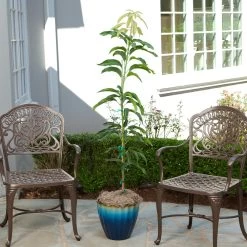 Condo Mango Tree -Garden-Plants condo mango 1