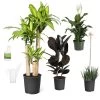 Housewarming Kit -Garden-Plants houseplant kit 600x600 9e96fe56 2b28 4235 9b12 648bfc481229