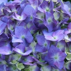 Let's Dance® Blue Jangles Hydrangea Shrub -Garden-Plants hydrangea lets dance blue jangles 3