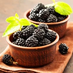 Kiowa Blackberry Bush -Garden-Plants kiowa blackberry 3