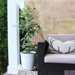 Miracle Berry Plant -Garden-Plants mIRACLE bERRY 4 FGT