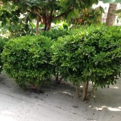 Miracle Berry Plant -Garden-Plants mIRACLE bERRY 6