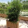 Miracle Berry Plant -Garden-Plants mIRACLE bERRY FGT