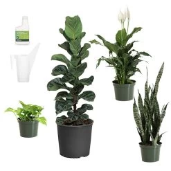 New Apartment House Plant Kit