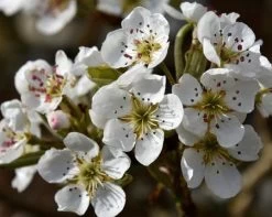 Olympic Giant Asian Pear Tree -Garden-Plants olympic pear 450 1