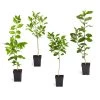 Citrus Tree Variety Kit 1 Citrus Tree Variety Kit -Garden-Plants pkg 1 Mey Persian Lime Calomon Navel 1 2 1QT 600x600 508a9d8f 9614 4768 bd25 466123650312
