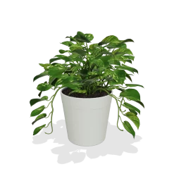 Golden Pothos -Garden-Plants products 04d26960 c912 4dec b6b9 3eaccbf6862e