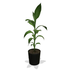 Cold Hardy Banana Tree -Garden-Plants products 0759c65d 800b 498b b0a2 d9fb8d8c790e